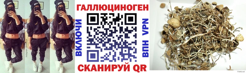 Галлюциногенные грибы Psilocybine cubensis  Берёзовка 